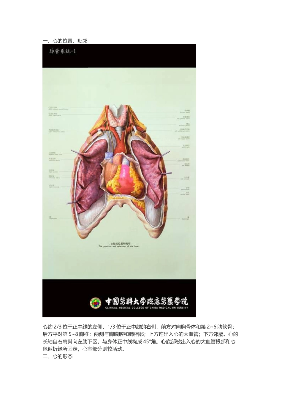 医学：【讲义】7.脉管系统 .doc_第2页