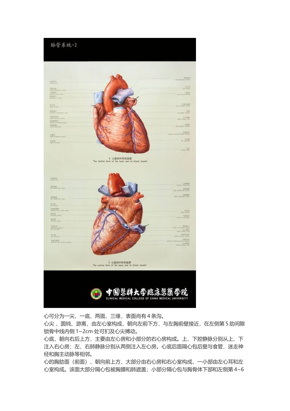 医学：【讲义】7.脉管系统 .doc_第3页