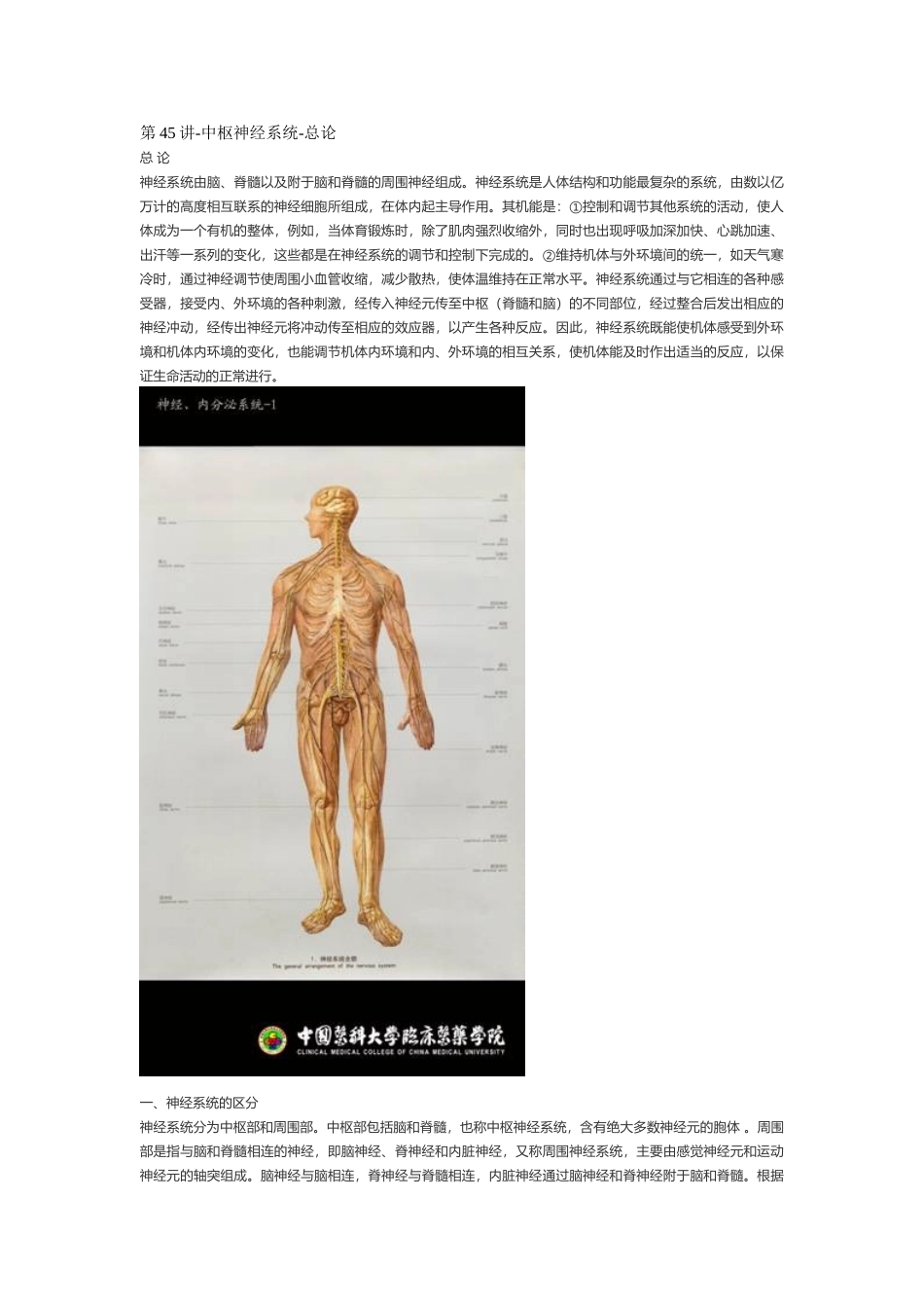 医学：【讲义】9.中枢神经系统.doc_第1页