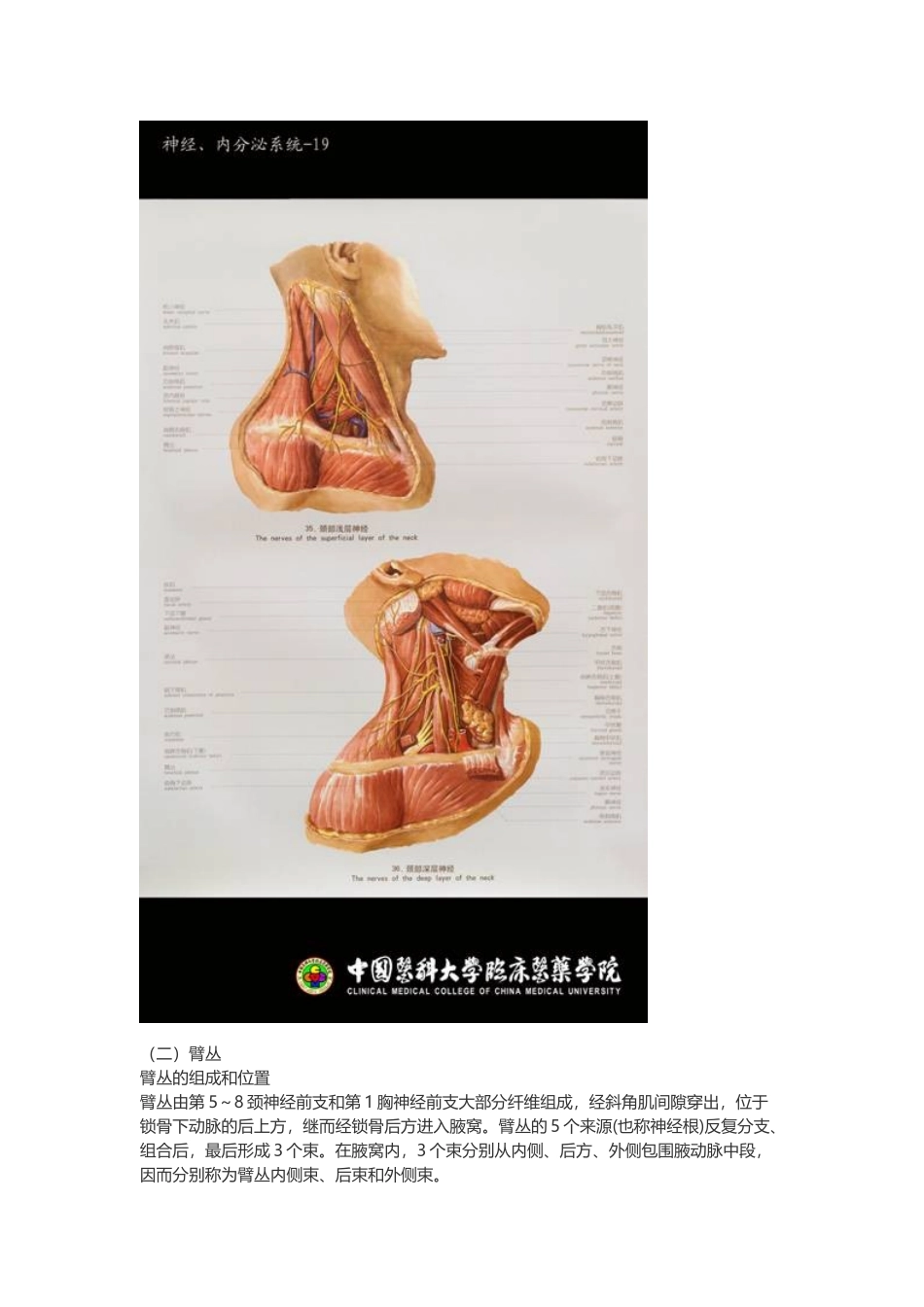 医学：【讲义】10.周围神经系统 .doc_第3页