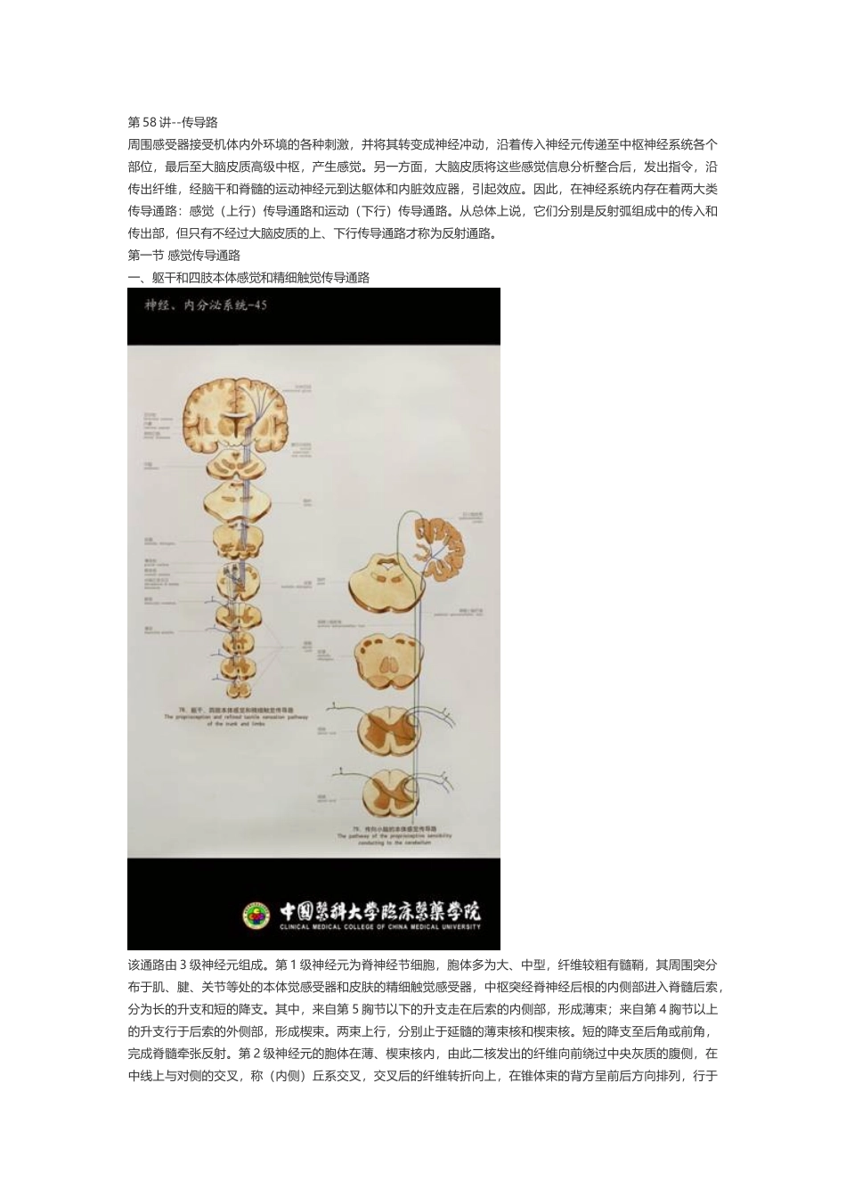 医学：【讲义】11.传导路.doc_第1页