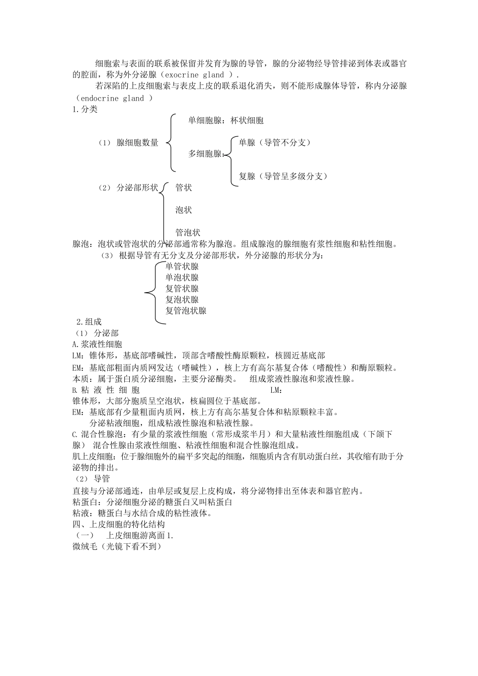 医学：组织学与胚胎学笔记.docx_第3页