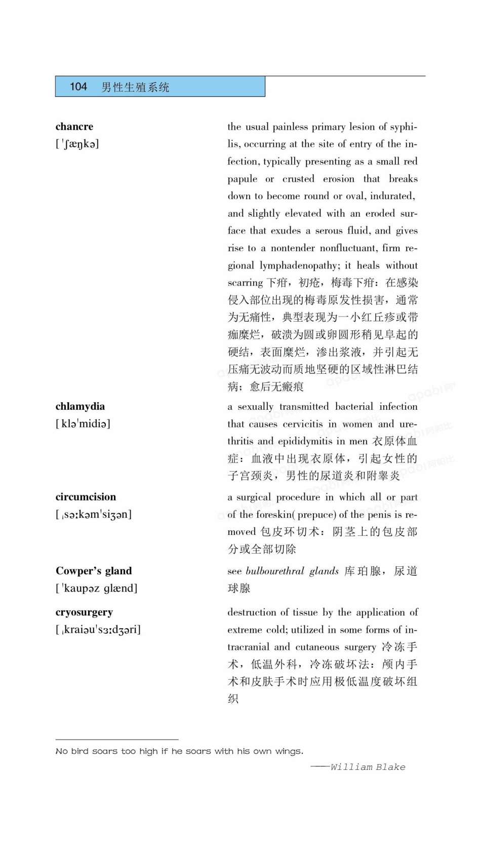 医学：05男性生殖系统.pdf_第3页