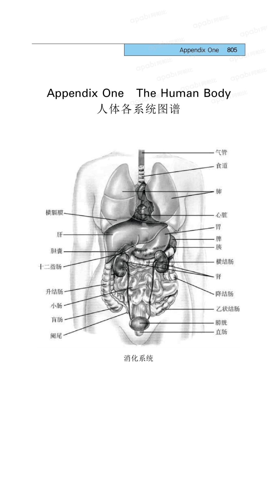 医学：29人体各系统图谱.pdf_第1页