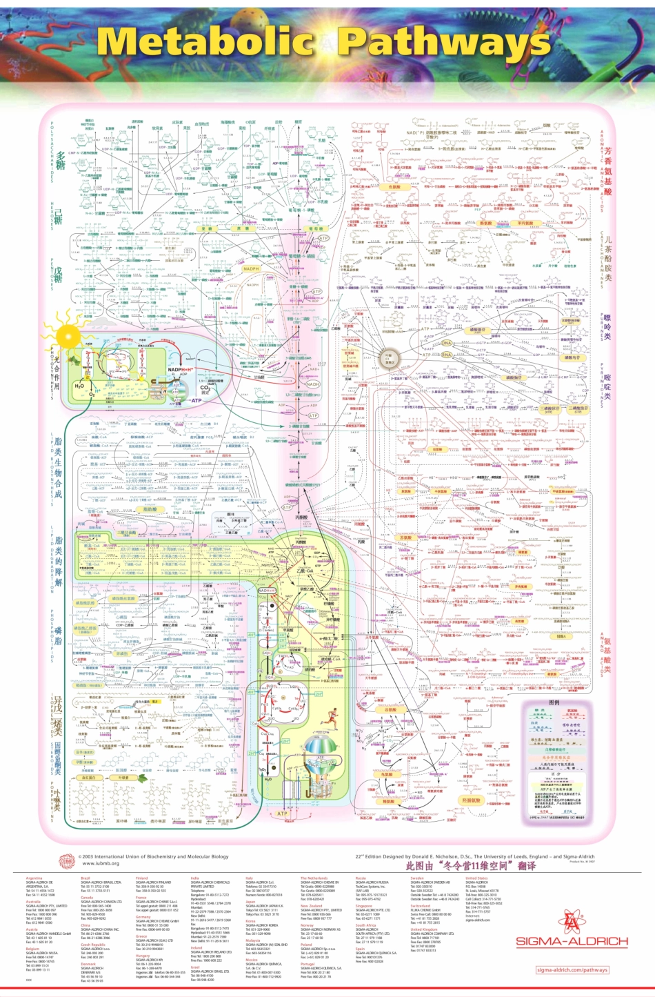 医学：生化代谢总图.pdf_第1页
