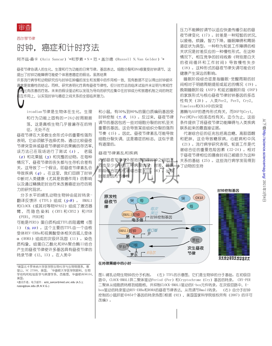 医学：生物钟、癌症和定时化疗Clocks, cancer, and chronochemotherapy.pdf_第2页