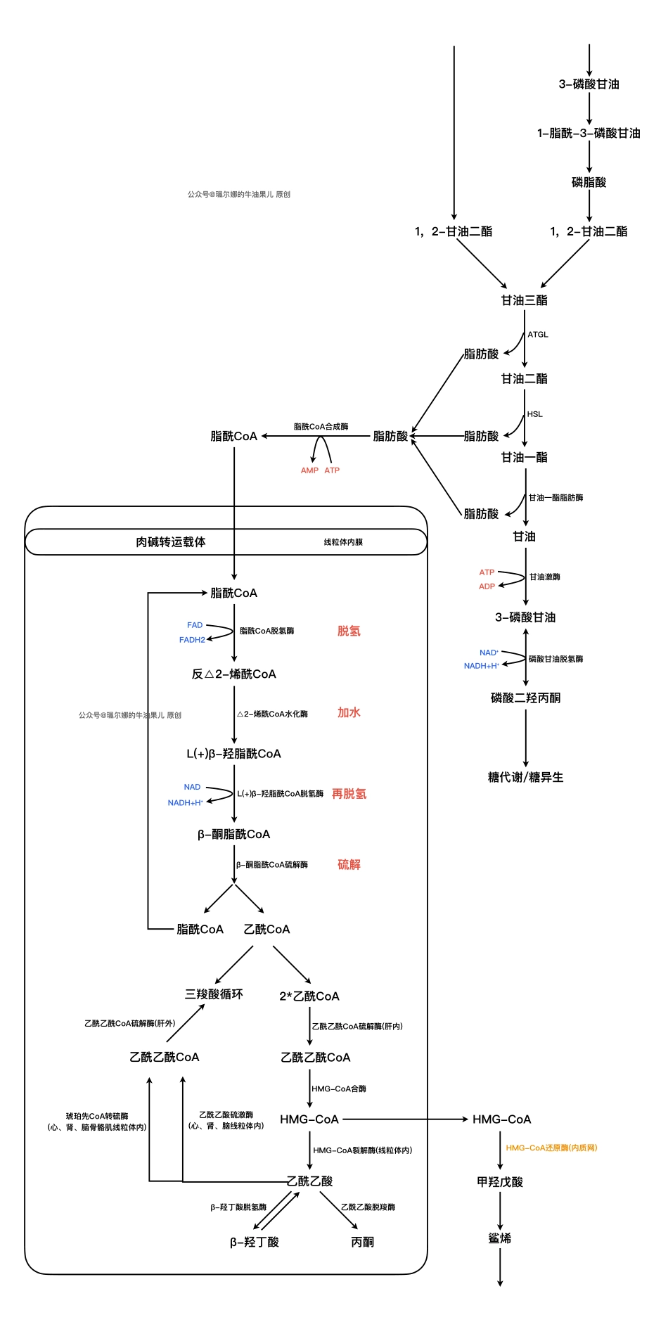 医学：脂质代谢整合.pdf_第1页