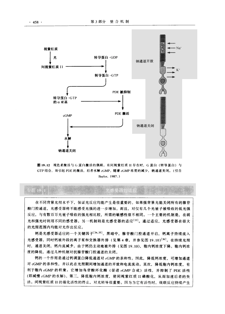 神经生物学+从神经元到脑_11105873_481-540.pdf_第3页