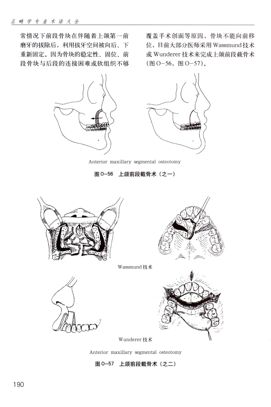 国际牙科名著系列  正畸学专业术语大全_段银钟译2005_201-250.pdf_第1页