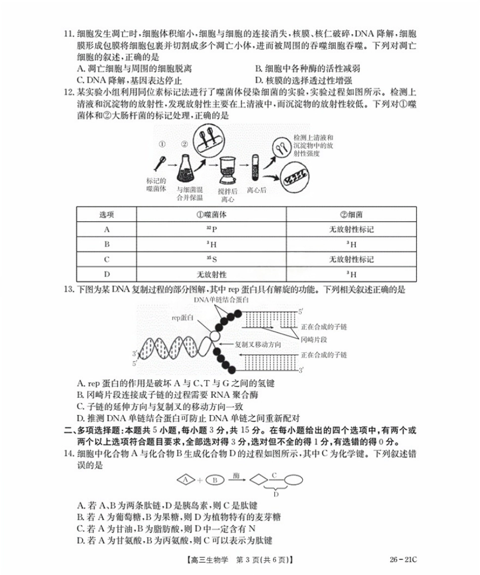 河北省衡水市桃城区2026届高三上学期暑假开学考试生物.pdf_第3页