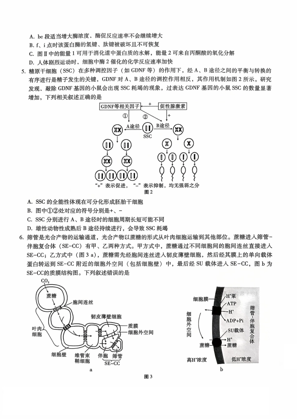 生物试卷【Top50强校】【重庆卷】重庆市巴蜀中学2026届高考适应性月考卷(二)(9.26-9.27).pdf_第2页