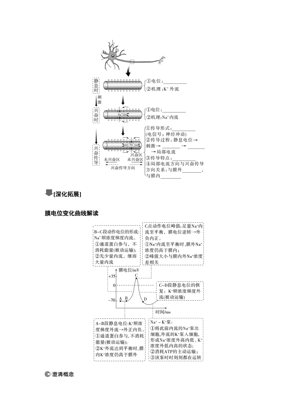 2026版《课堂新坐标》高三生物学一轮复习单选版49选择性必修1第七单元第34讲神经冲动的产生、传导和传递(1).docx_第2页