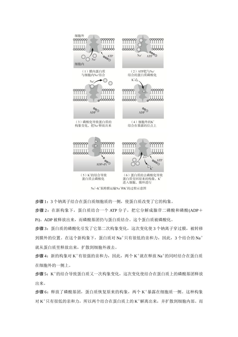 2026《金版教程》高考复习方案生物创新不定项版-微专题2 主动运输结合ATP供能.docx_第2页