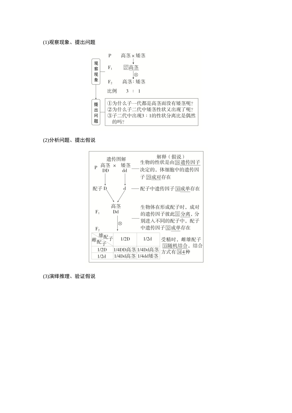 2026《金版教程》高考复习方案生物创新多选版-第13讲 基因的分离定律.docx_第3页