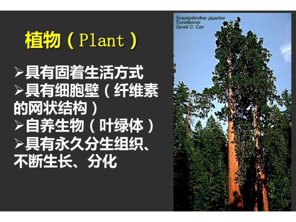 《药用植物学》PPT课件.pdf_第2页