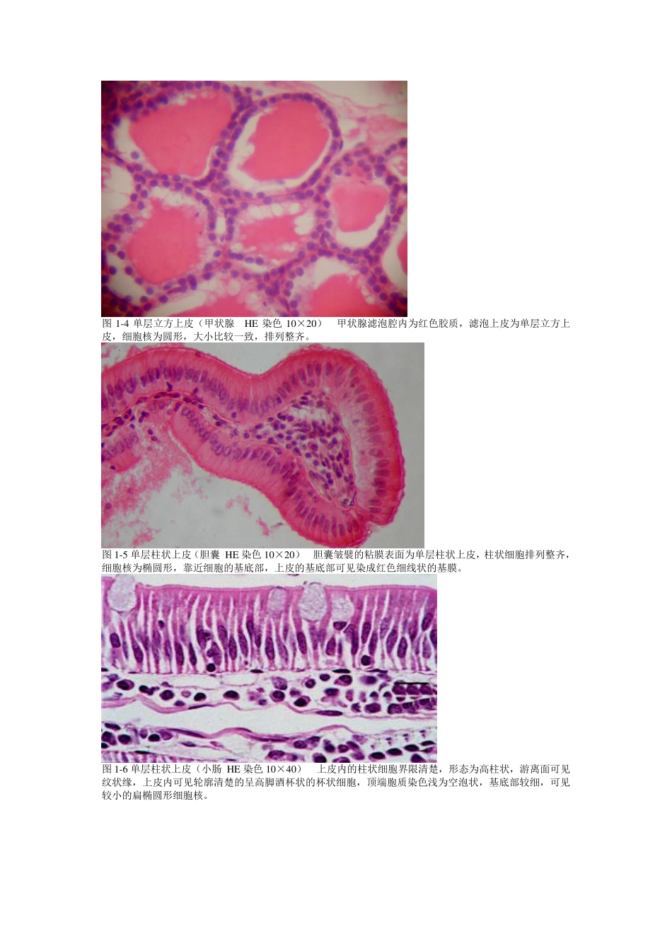 《组织学与胚胎学》图谱详细版(温州医科大学).pdf_第2页