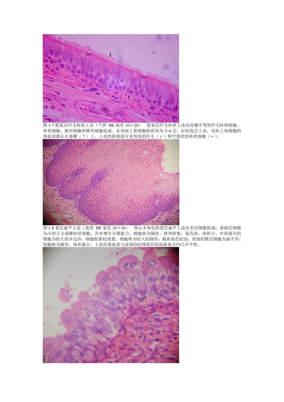 《组织学与胚胎学》图谱详细版(温州医科大学).pdf_第3页