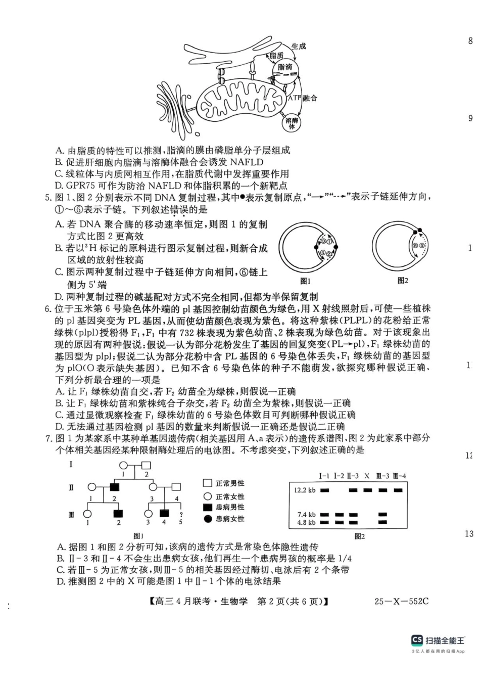 25-X-552C2024-2025学年度高三4月联考（4.25-4.26）生物试卷+答案.pdf_第2页