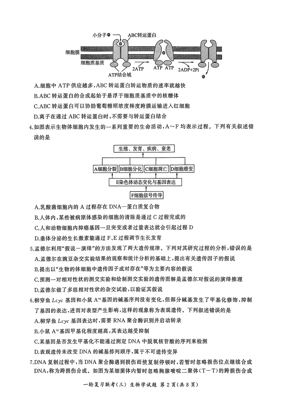 百师联盟2025届高三一轮复习联考（三）生物.pdf_第2页