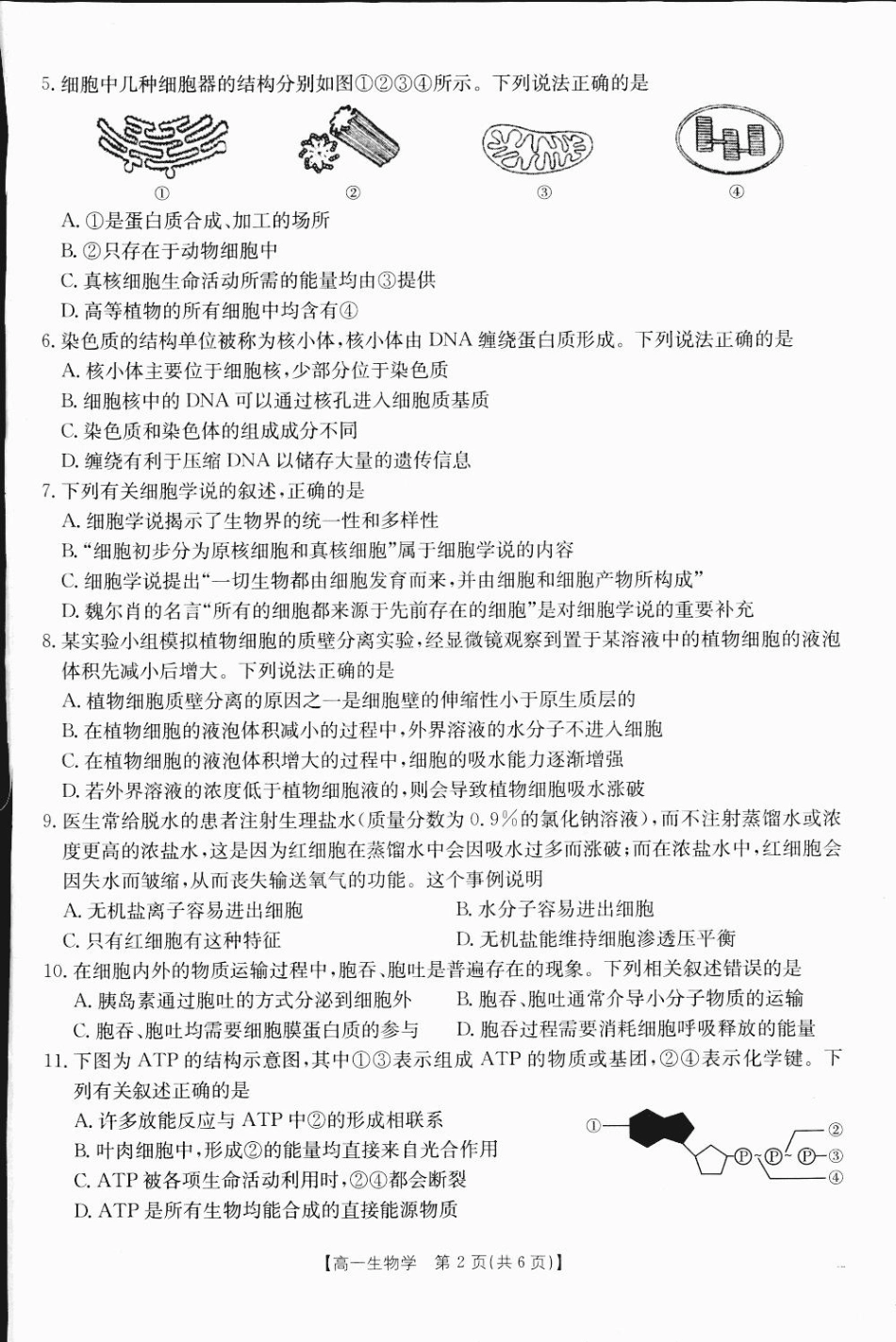 广西2024-2025学年高一上学期12月阶段性考试生物1.pdf_第2页