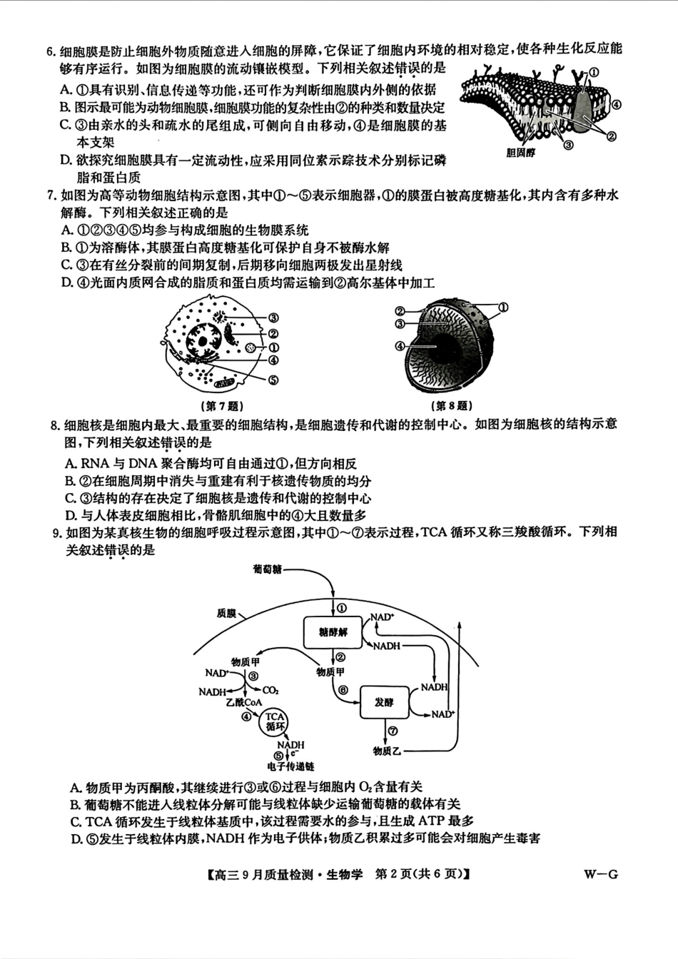 河南省九师联盟2025届高三9月质量检测巩固卷(10.8-10.9)生物试卷.pdf_第2页