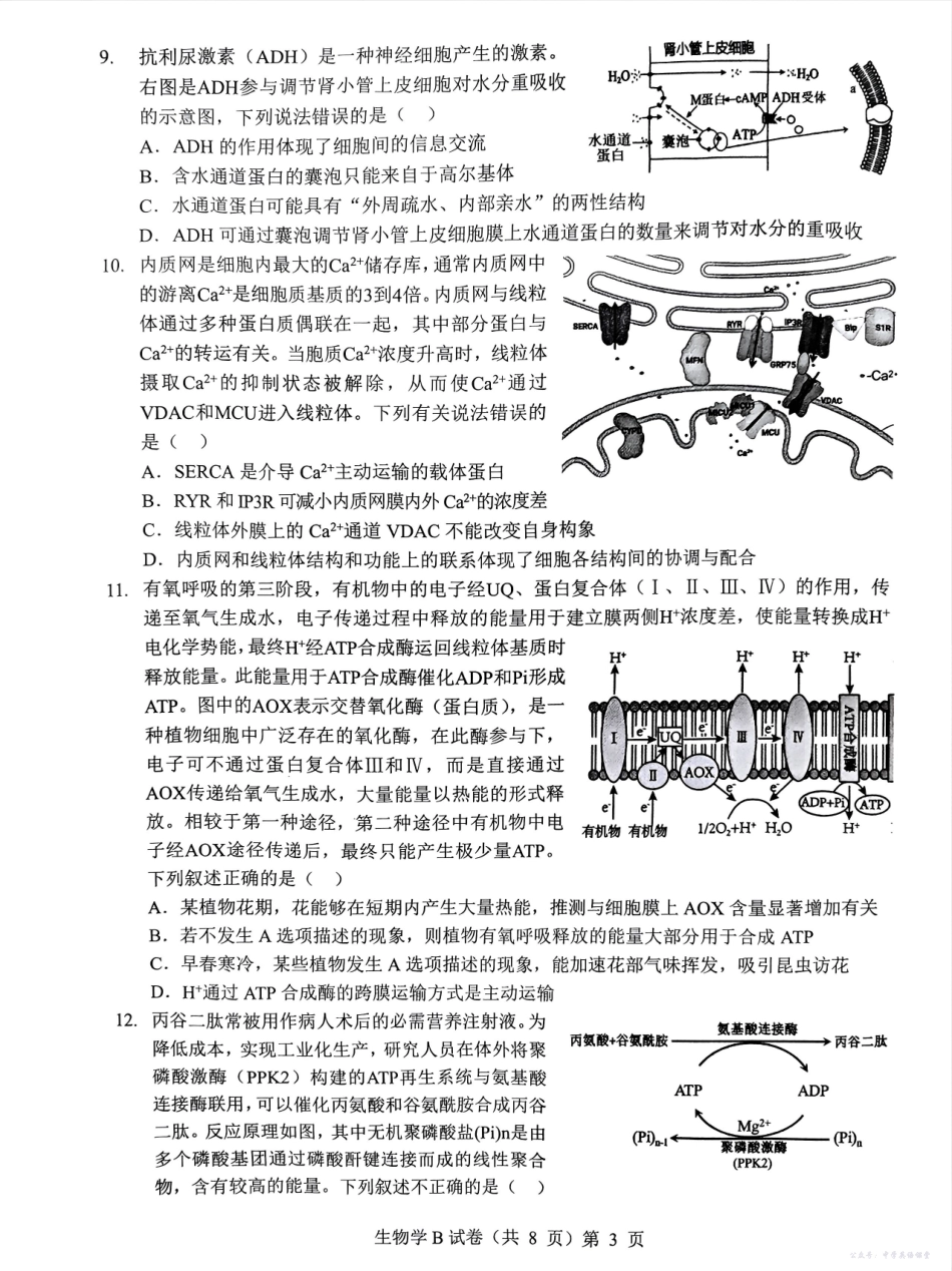 湖北省“新八校”协作体2025-2026学年度上学期高三10月月考生物.pdf_第3页