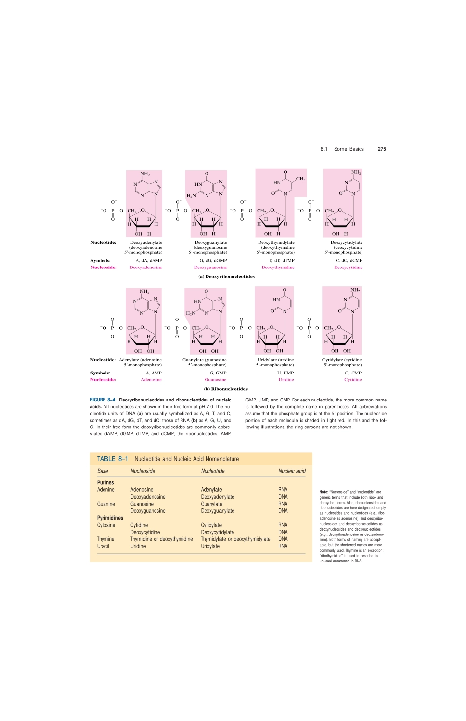 chap08 NUCLEOTIDES AND.pdf_第3页