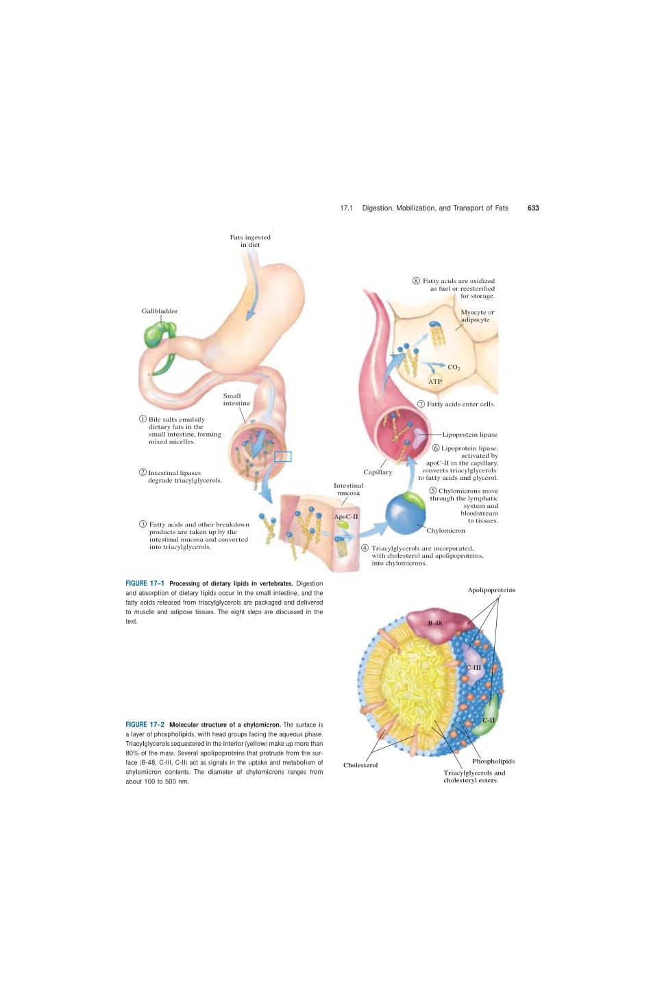 chap17+++++FATTY+ACID+CATABOLISM.pdf_第3页