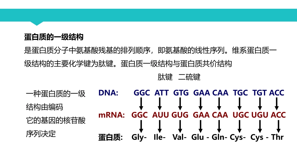 课时2 蛋白质的共价结构.pdf_第3页