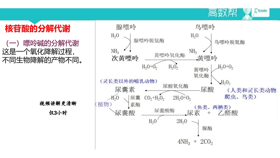 课时12核酸代谢.pdf_第2页