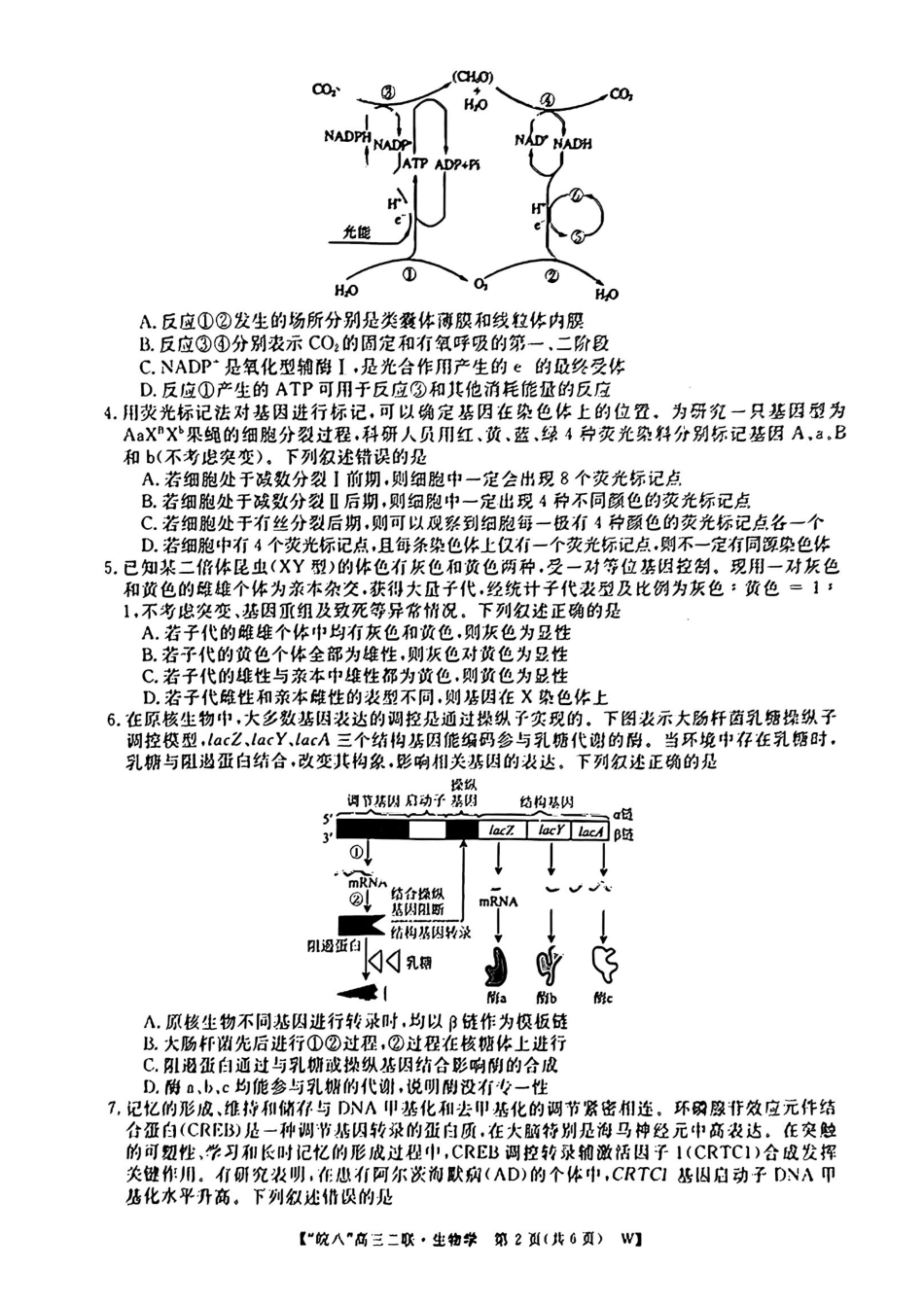 安徽省皖南八校2025届高三第二次大联考(2.8-2.9)生物试卷.pdf_第2页