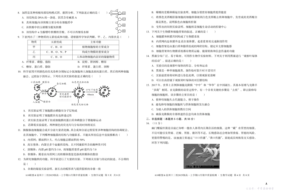 【生物】(A卷)A10联盟&宿州十三校2025级高一上学期11月期中质量检测生物学A.pdf_第2页