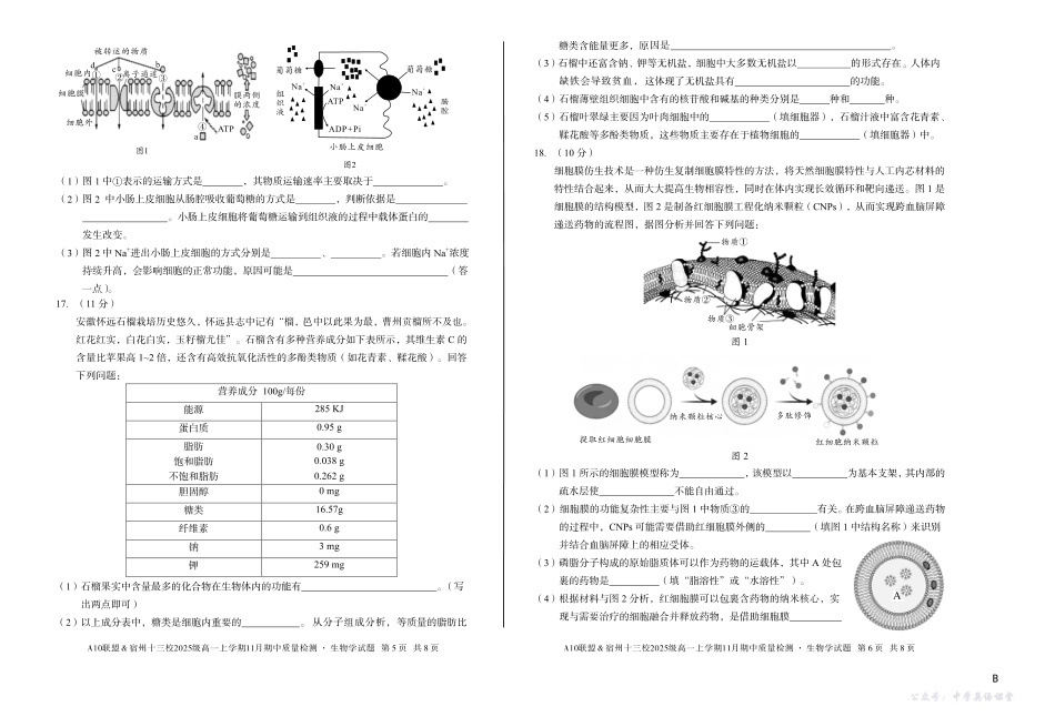 【生物】(B卷)A10联盟&宿州十三校2025级高一上学期11月期中质量检测生物学B.pdf_第3页