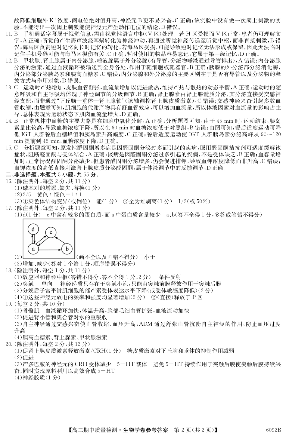 【生物试卷(6092B)答案】安徽省华师联盟2025~2026学年秋季学期高二期中质量检测(6092B)(11.17-11.18).pdf_第2页