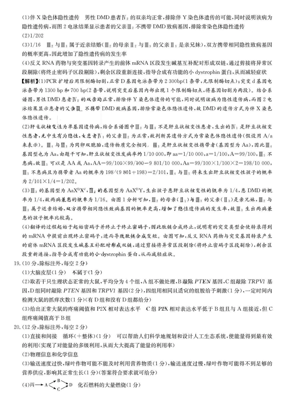雅礼中学2026届高三月考试卷（三）生物答案().pdf_第3页