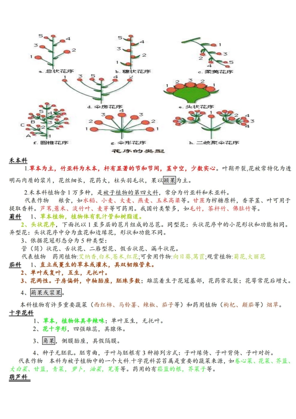 植物分类学重要十科.pdf_第1页