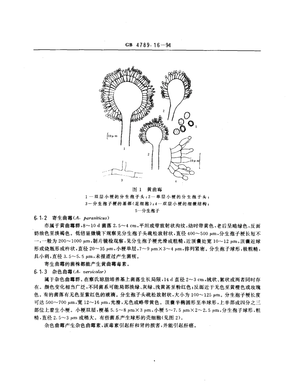 GBT 4789.16-1994 食品卫生微生物学检验 常见产毒霉菌的鉴定.pdf_第3页