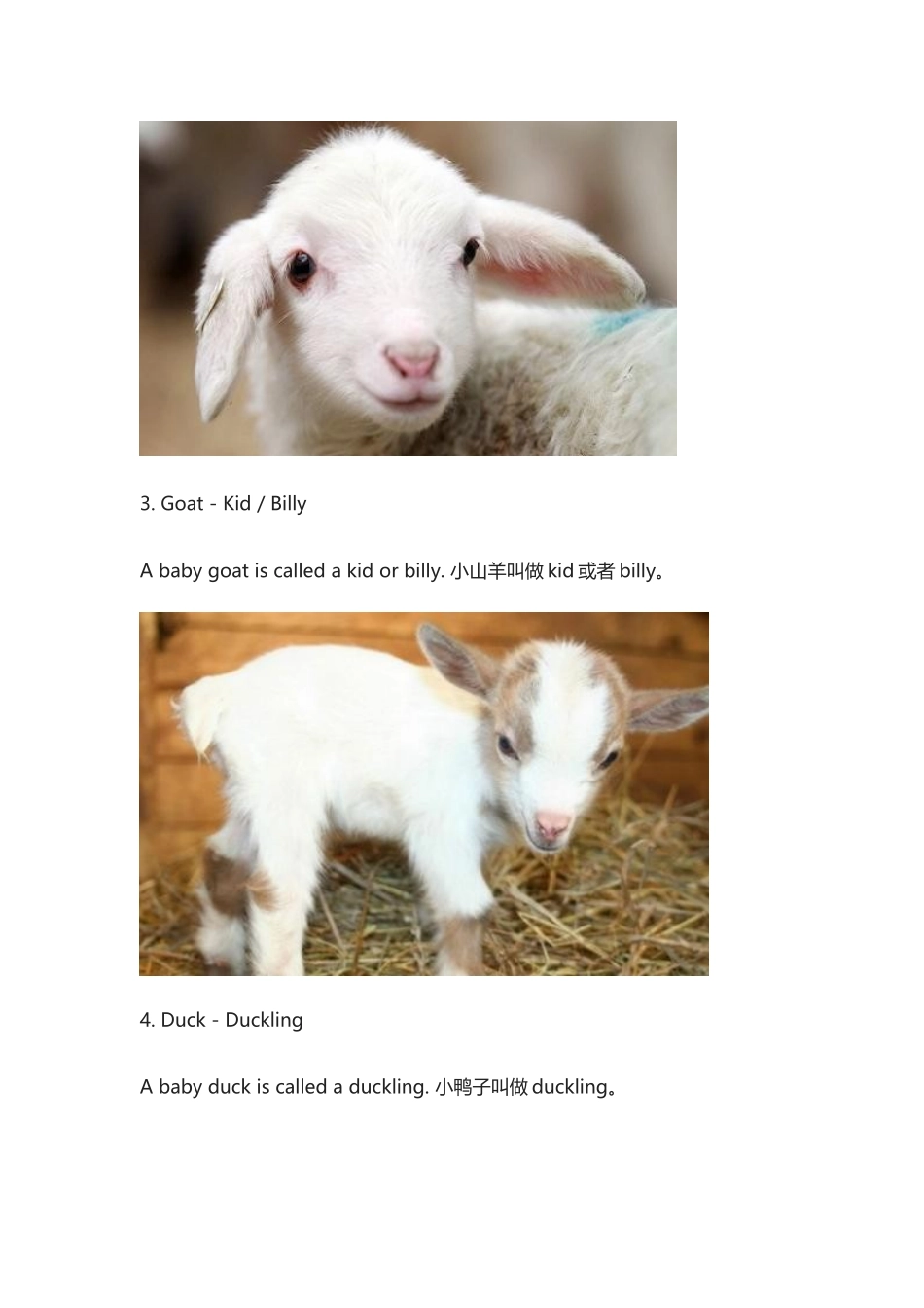 小猫小狗小兔小马小鸡的英文.docx_第3页