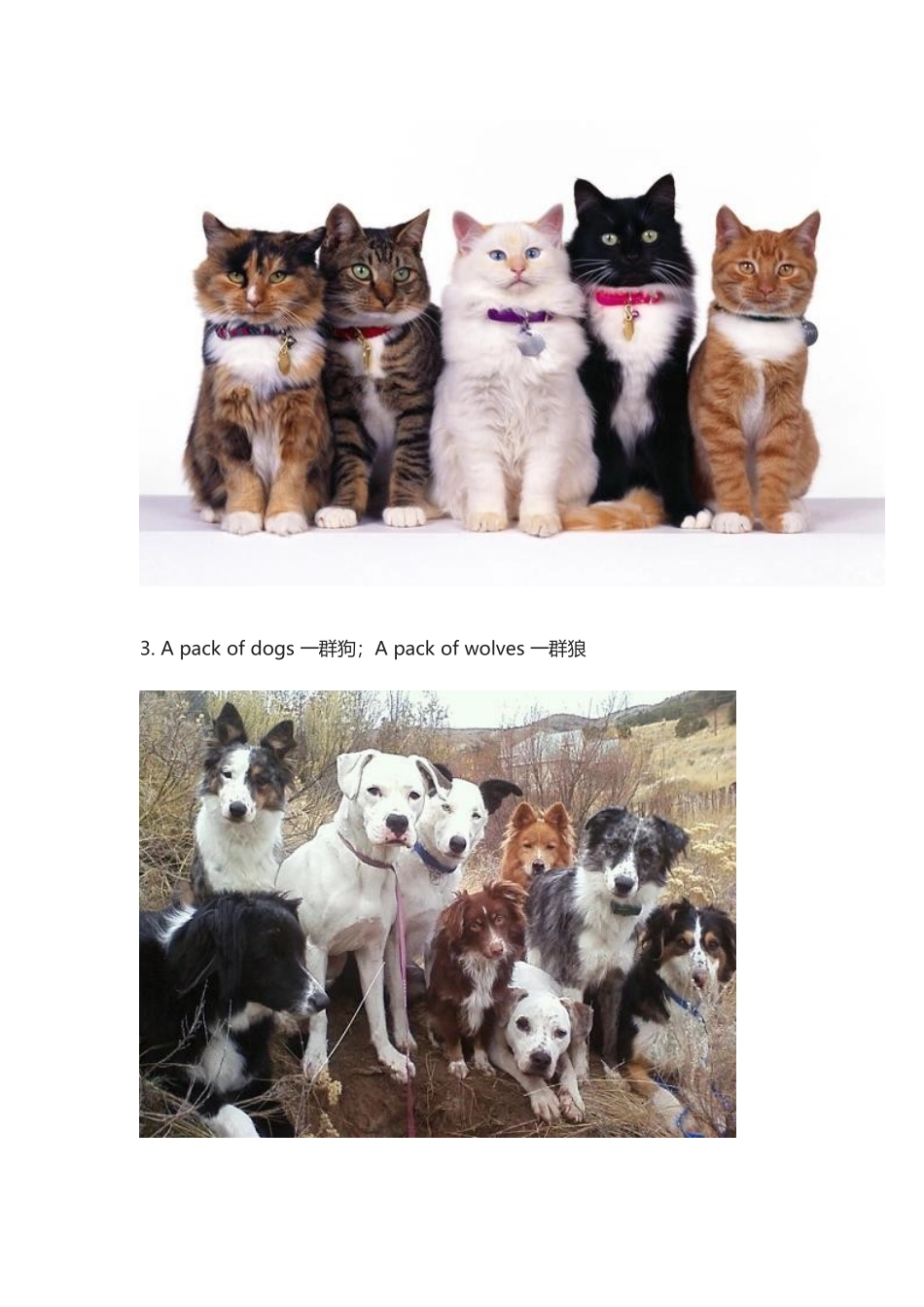 一群羊，一群狗的“群”英文.docx_第2页