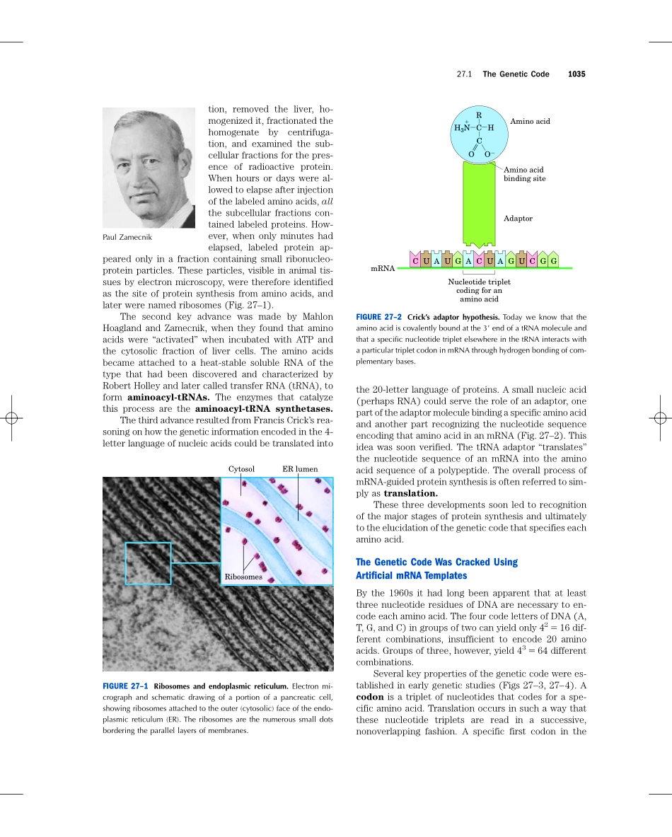 chap27+++++PROTEIN+METABOLISM.pdf_第2页