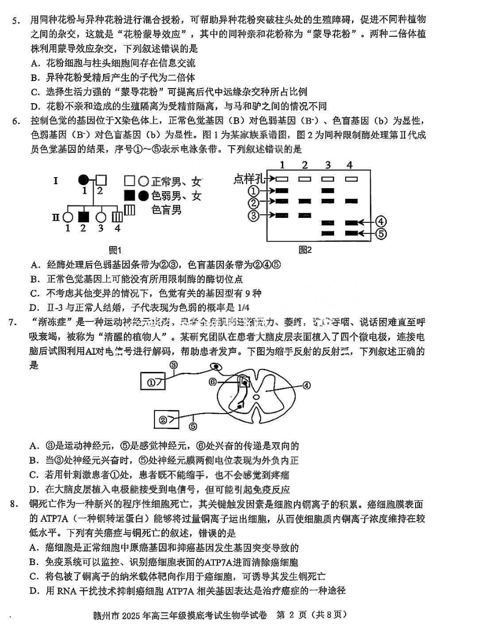 江西省赣州市2025年高三年级摸底考试(赣州一模)(3.9-3.10)生物试卷.pdf_第2页