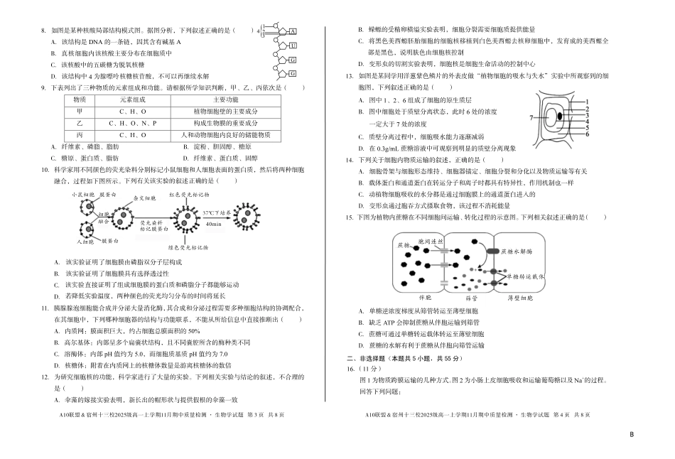 生物学试卷(B卷)【高一】安徽省A10联盟&宿州十三校2025级(2028届)高一上学期11月期中质量检测(11.18-11.19).pdf_第2页