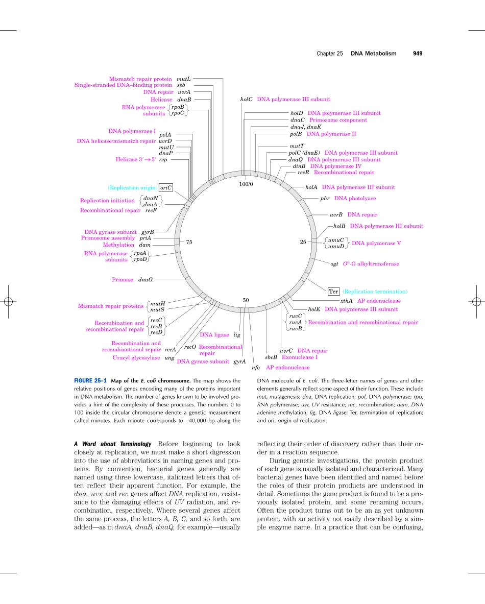 chap25+++++DNA+METABOLISM.pdf_第2页