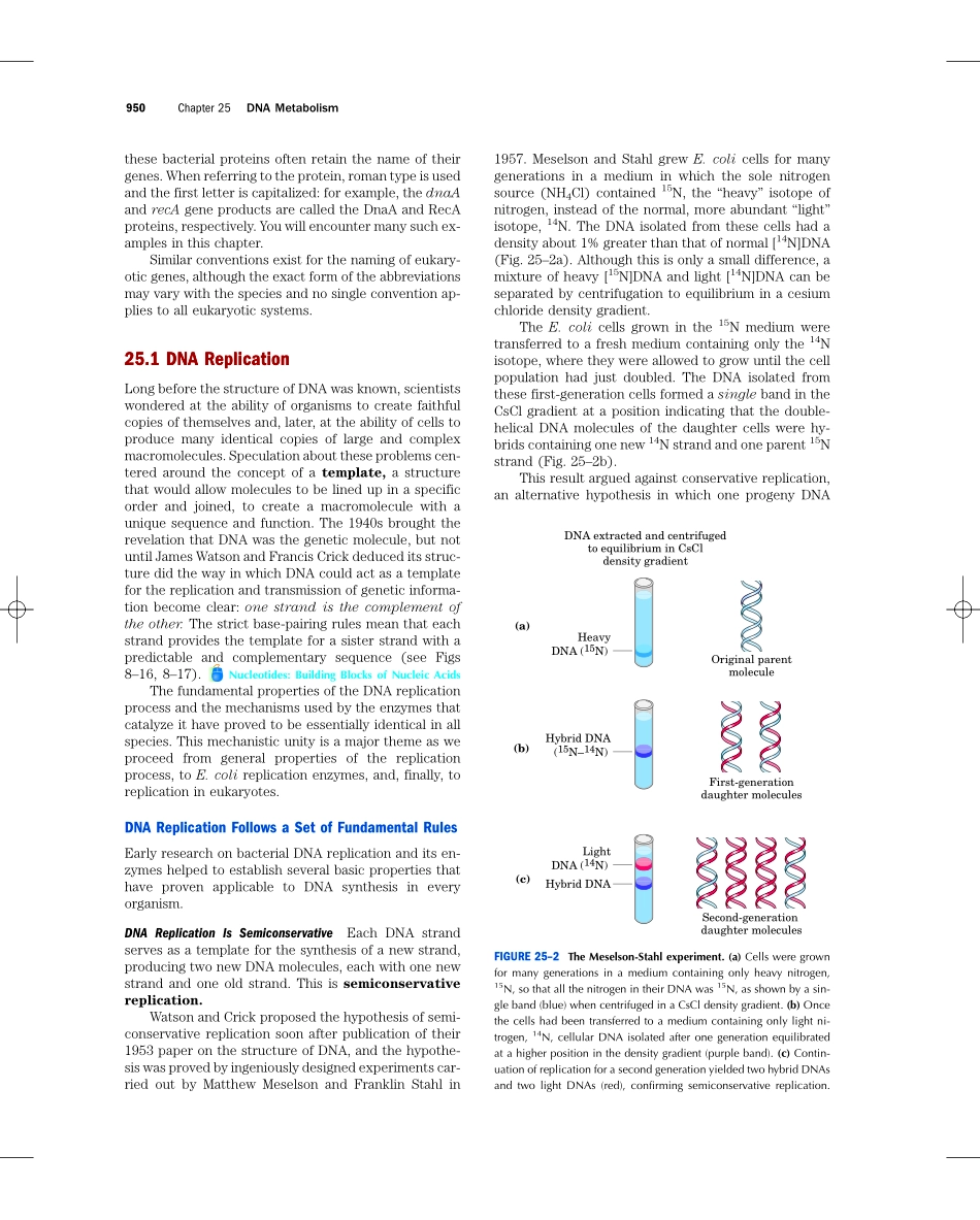 chap25+++++DNA+METABOLISM.pdf_第3页