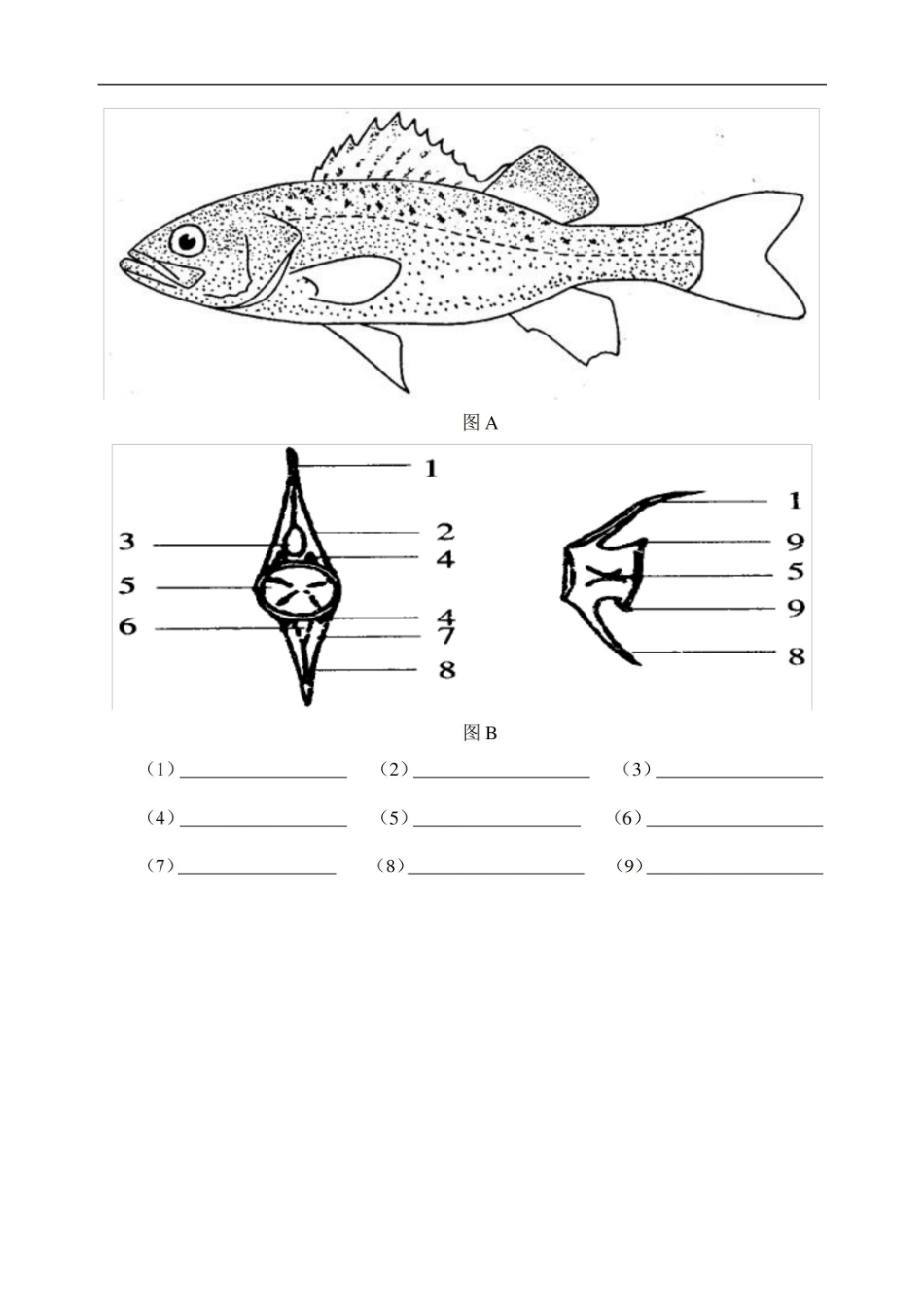 鱼类学期末考试复习题及参考答案.pdf_第3页