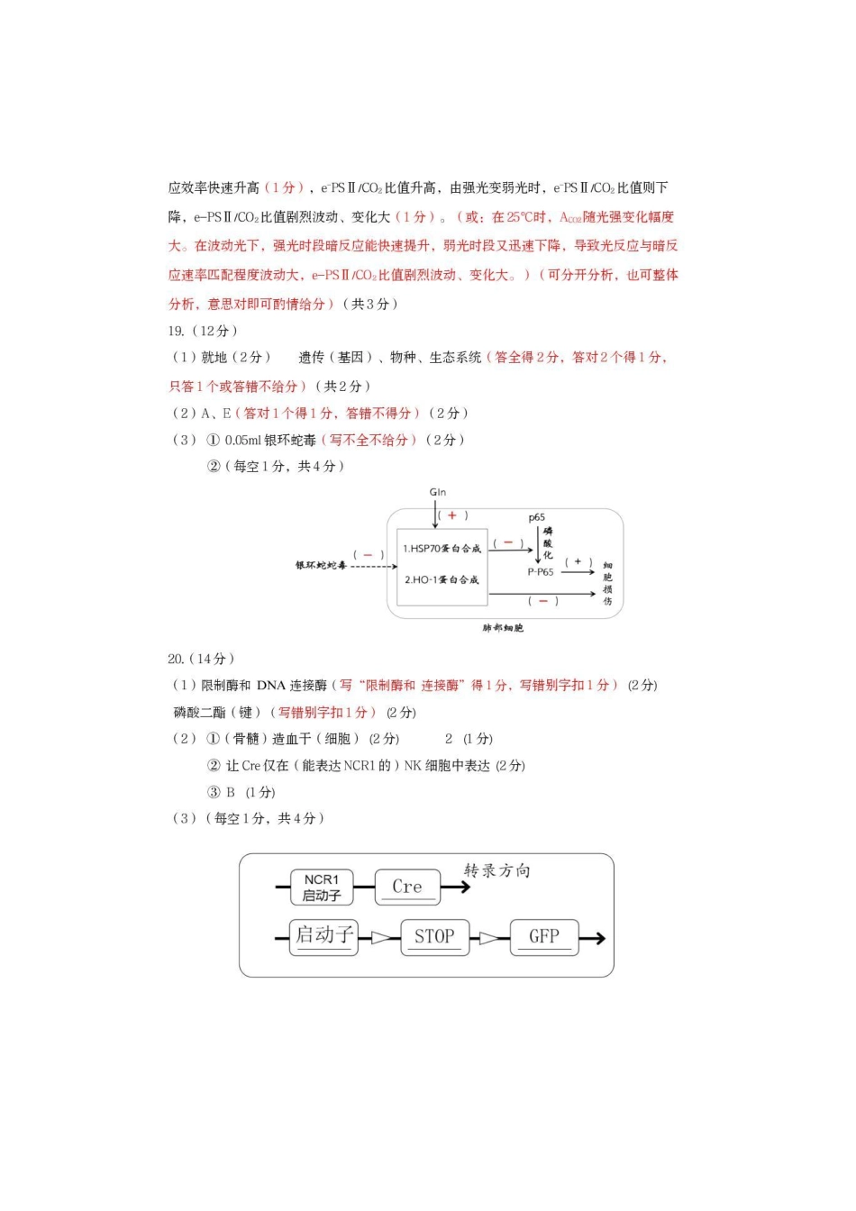 泉州市2026届高中毕业班质量监测（二）生物答案.pdf_第2页