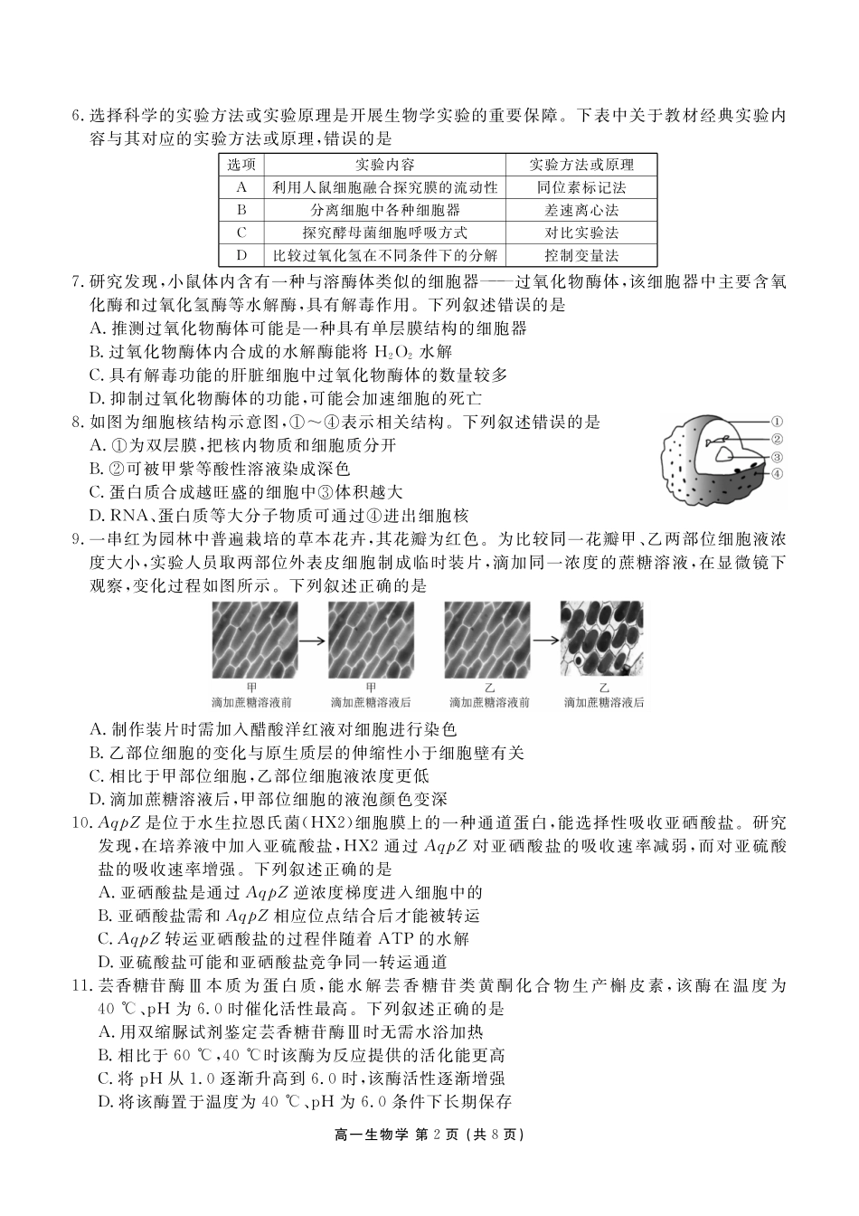 生物+答案辽宁点石联考2028届高一年级上学期期末质量监测(1.30-1.31).pdf_第2页