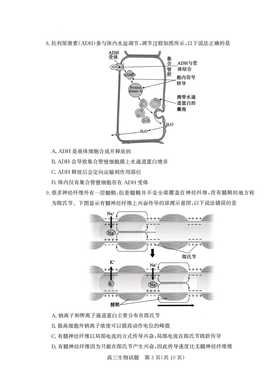枣庄市2026届高三第一学期质量检测生物+答案.pdf_第3页
