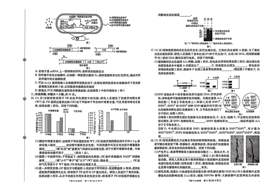 2026年安徽示范高中皖北协作区第28届联考生物.pdf_第3页
