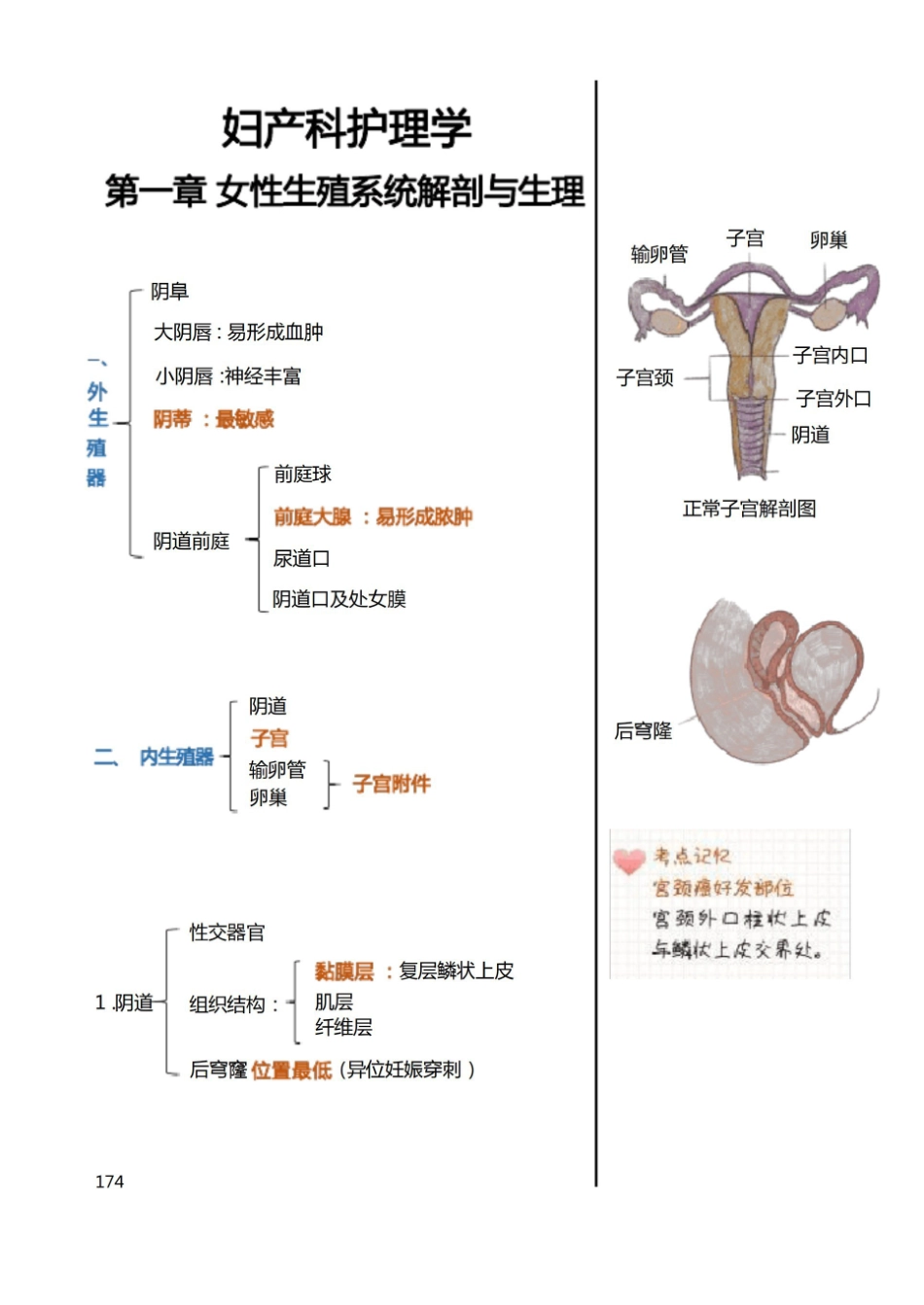 护考(护理执业资格考试)妇产科护理学知识点汇总.pdf_第2页